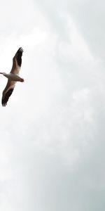 Sky,Bird,Flight,Pelican,Animals,Wings