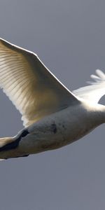 Sky,Bird,Flight,Swan,Animals