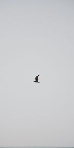 Sky,Bird,Gull,Grey,Seagull,Minimalism