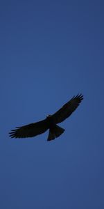 Sky,Bird,Predator,Flight,Hawk,Minimalism