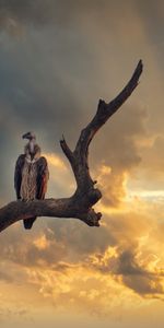 Vautour,Plumes,Sky,Animaux,Oiseau,Prédateur