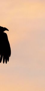 Sky,Bird,Vulture,Silhouette,Animals