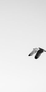 Sky,Birds,Seagulls,Flight,Minimalism