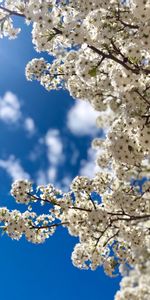 Sky,Bloom,Branch,Flowers,Flowering,Spring