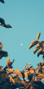 Sky,Blur,Smooth,Branches,Nature,Dawn,Moon