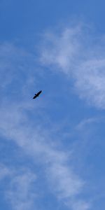 Sky,Bottom View,Animals,Bird,Wings