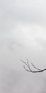 Sky,Branch,Bw,Chb,Minimalism