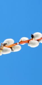 Sky,Branch,Verba,Pussy Willow,Minimalism