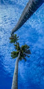 Sky,Branches,Bottom View,Nature,Palms