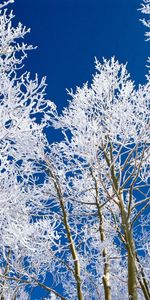 Sky,Branches,Branch,Frost,Hoarfrost,Purity,Trees,Nature