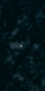 Sky,Branches,Dark,Moon