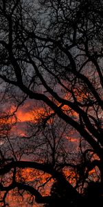 Sky,Branches,Dusk,Twilight,Wood,Tree,Dark