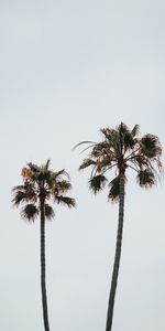 Sky,Branches,Nature,Leaves,Palms