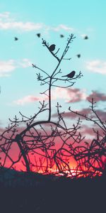 Silhouette,Branches,Nature,Sky,Oiseaux