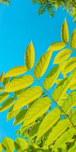 Feuilles,Nature,Sky,Buissons,Branches