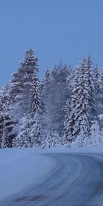 Sky,Climb,Nature,Trees,Lift,Snow,Night,Road,Full Moon,Forest