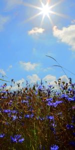 Orejas,Flores,Cielo,Sol,Nubes,Acianos,Campo,Espigas,Naturaleza