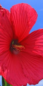 Sky,Clouds,Bright,Flowers,Hibiscus,Sunny