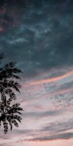 Cielo,Nubes,Oscuro,Naturaleza,Palms,Oscuridad,Crepúsculo