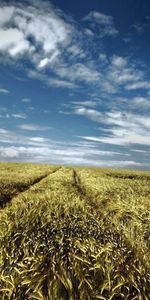 Sky,Clouds,Field,Ears,Traces,Spikes,Nature