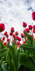 Flores,Nubes,Cielo,Tulipanes