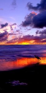 Sky,Clouds,Heron,Shore,Bank,Evening,Nature,Sea,Sand