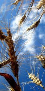 Sky,Clouds,Macro,Ears,Ripe,Spikes