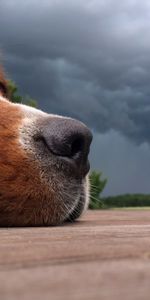 Animales,Cielo,Nubes,Perro,Nariz,Bozal