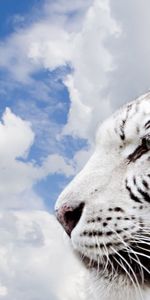 Sky,Clouds,Muzzle,Predator,Tiger,Animals