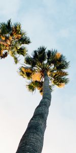 Cielo,Naturaleza,Nubes,Palms