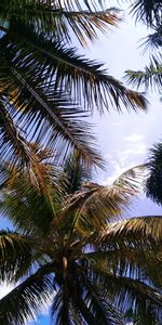 Nuages,Feuilles,Branches,Nature,Paume,Sky