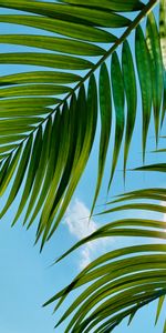 Sky,Clouds,Palm,Nature,Leaves