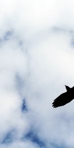 Sky,Nuages,Vol,Silhouette,Oiseau,Minimalisme