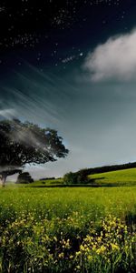 Cielo,Noche,Nubes,Árbol,Día,Estrellas,Madera,Vórtice,Fantasía