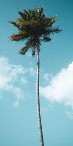 Bois,Nuages,Arbre,Nature,Sky,Paume,Tropiques