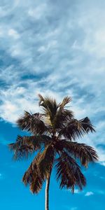 Sky,Clouds,Wood,Tree,Palm,Branches,Nature