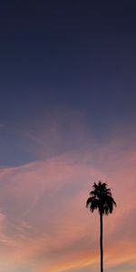 Sky,Clouds,Wood,Tree,Palm,Nature