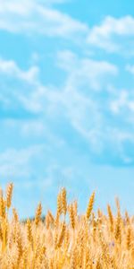 Sky,Cones,Clouds,Field,Nature,Spikelets,Wheat