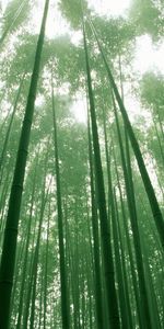 Sky,Crown,Bamboo,Crowns,Stems,Nature