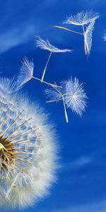 Sky,Dandelions,Plants,Flowers,Background