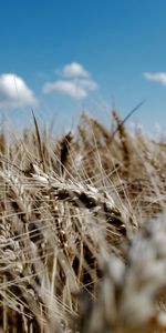 Sky,Ears,Spikes,Azure,Nature,Wheat