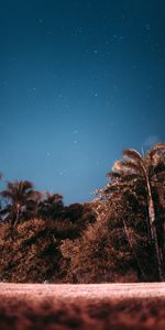 Nature,Soir,Etoiles,Sky,Palms