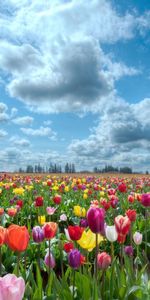 Sky,Field,Nature,Tulips,Flowers