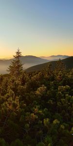 Forêt,Épicéa,Les Collines,Collines,Nature,Sapin,Sky,Arbres