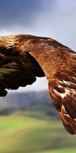 Animales,Cielo,Águila,Pájaro,Vuelo,Depredador