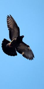 Sky,Flight,Dove,Animals,Bird