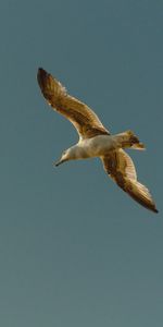 Sky,Flight,Gull,Animals,Bird,Seagull,Wings