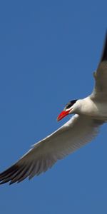 Cielo,Vuelo,Gaviota,Animales