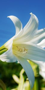 Sky,Flower,Lily,Snow White,Flowers,Close Up