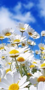 Sky,Flowers,Plants,Clouds,Camomile,Landscape